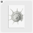 2-23_Ernst-Haeckel_postcard