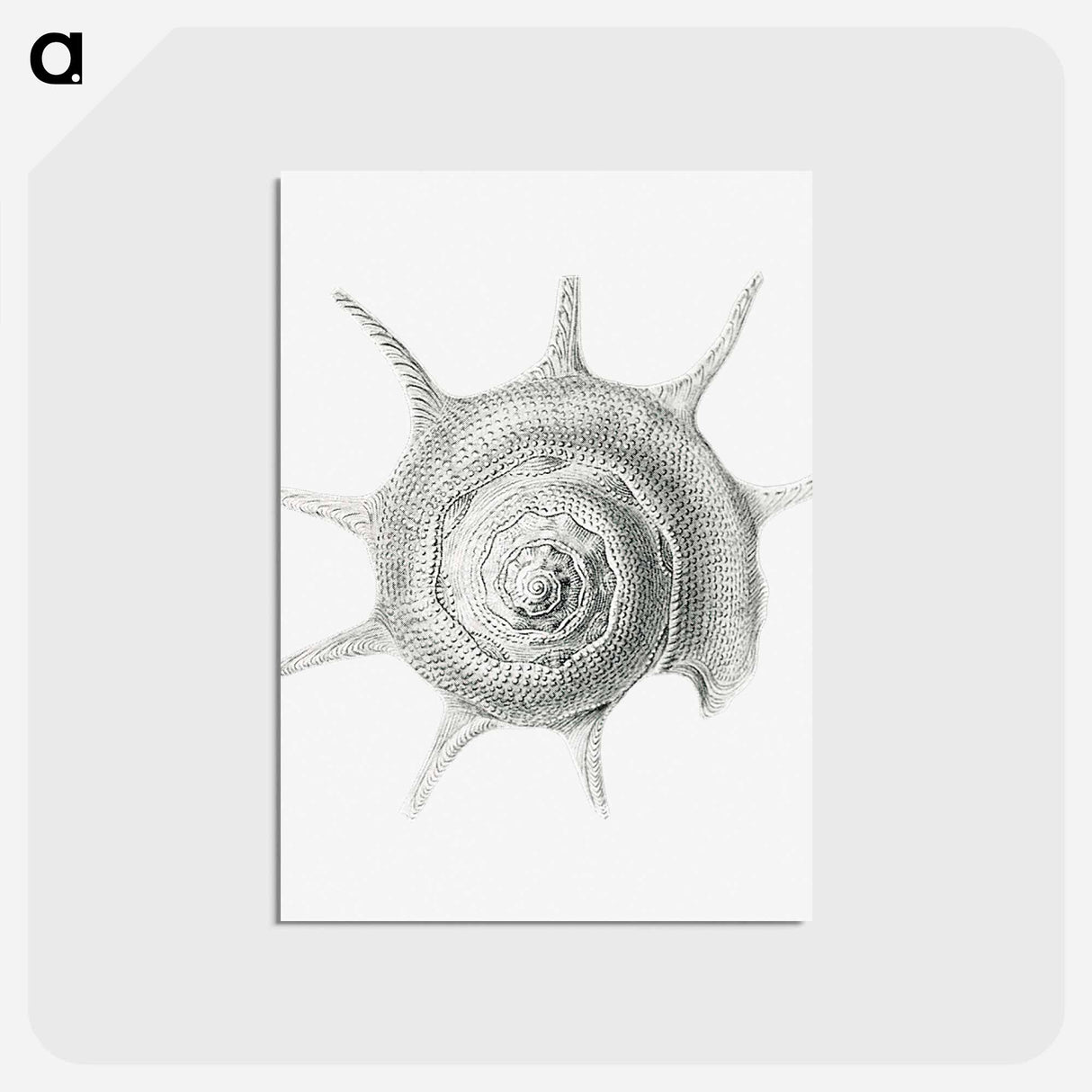 アートポストカード-Vintage aquatic snail illustration - エルンスト ヘッケル Postcard.