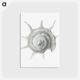 アートポストカード-Vintage aquatic snail illustration - エルンスト ヘッケル Postcard.