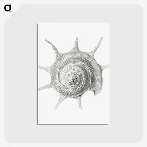 2-23_Ernst-Haeckel_postcard