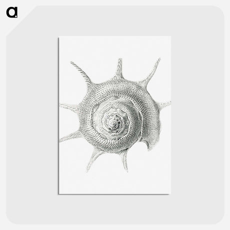 アートポストカード-Vintage aquatic snail illustration - エルンスト ヘッケル Postcard.
