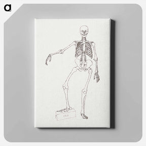 アートパネル-Human Skeleton, Anterior View
 - ジョージ スタッブス Canvas.
