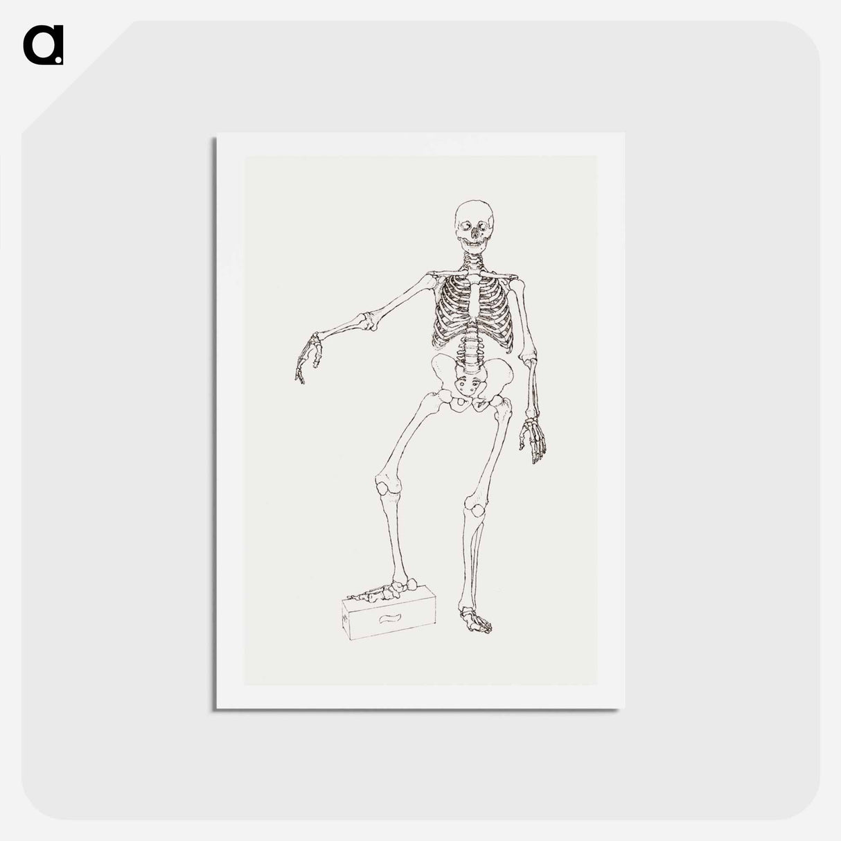 アートポストカード-Human Skeleton, Anterior View
 - ジョージ スタッブス Postcard.