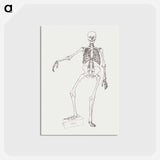 アートポストカード-Human Skeleton, Anterior View
 - ジョージ スタッブス Postcard.