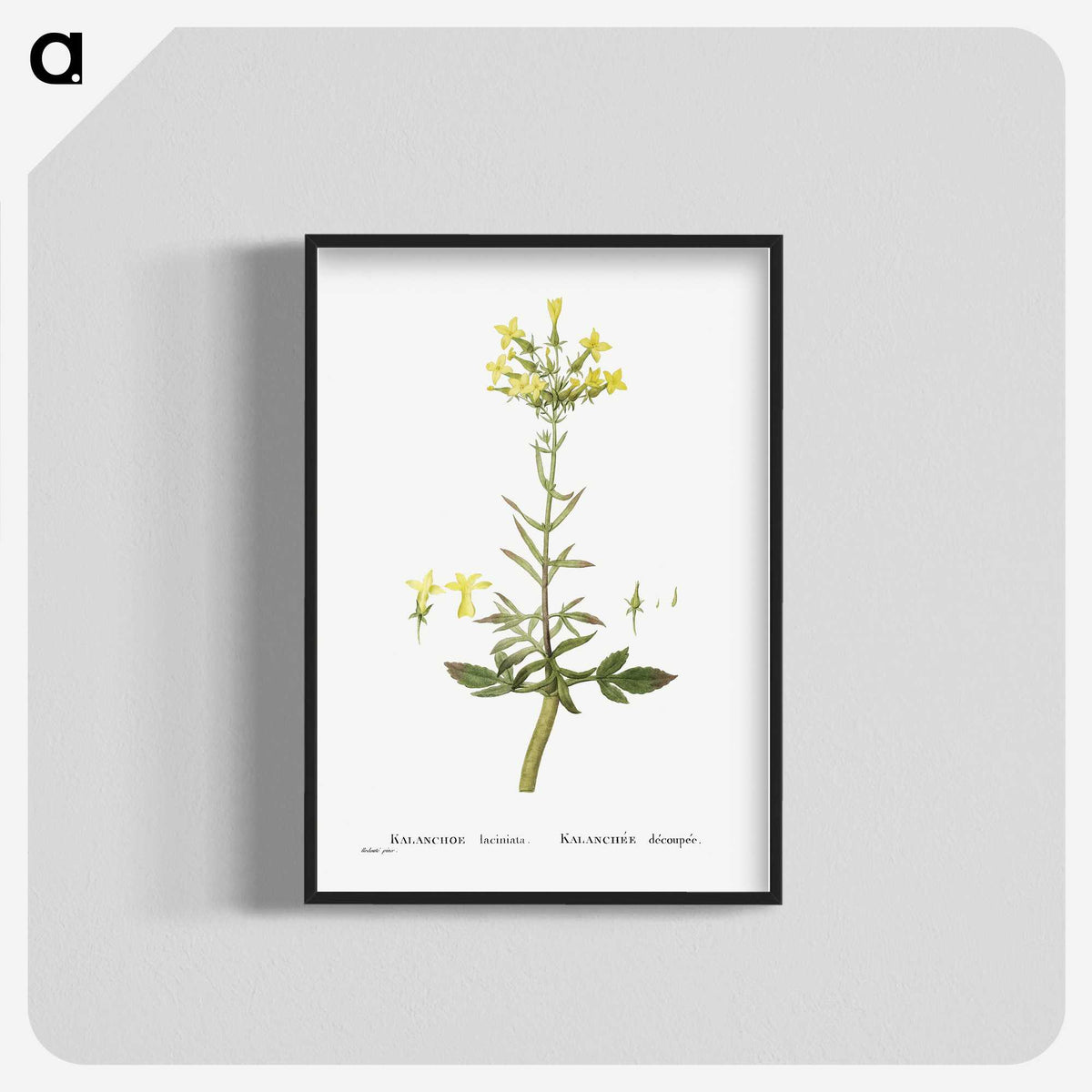 2-23_Histoire-des-Plantes-Grasses_blk-crop