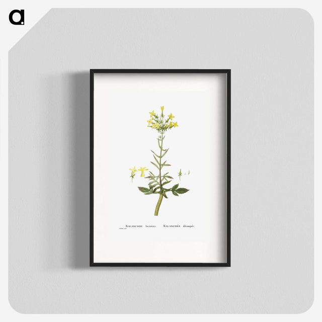 2-23_Histoire-des-Plantes-Grasses_blk
