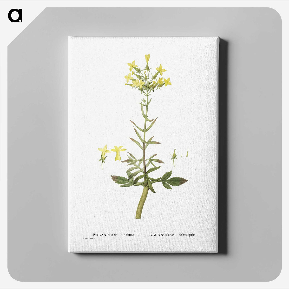 2-23_Histoire-des-Plantes-Grasses_canvas
