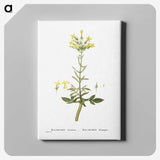 2-23_Histoire-des-Plantes-Grasses_canvas