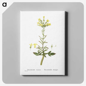 2-23_Histoire-des-Plantes-Grasses_canvas