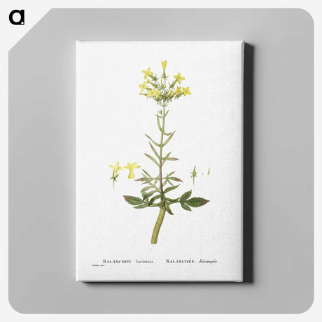 2-23_Histoire-des-Plantes-Grasses_canvas