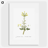 2-23_Histoire-des-Plantes-Grasses_picture
