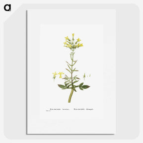 2-23_Histoire-des-Plantes-Grasses_picture