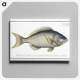 2-23_Ichtyologie-ou-Histoire-naturelle_canvas