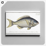 2-23_Ichtyologie-ou-Histoire-naturelle_canvas