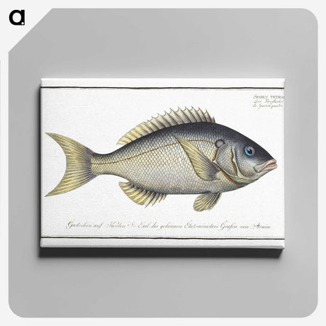 2-23_Ichtyologie-ou-Histoire-naturelle_canvas
