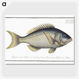 2-23_Ichtyologie-ou-Histoire-naturelle_picture-crop