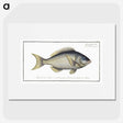 2-23_Ichtyologie-ou-Histoire-naturelle_picture