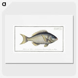 2-23_Ichtyologie-ou-Histoire-naturelle_picture