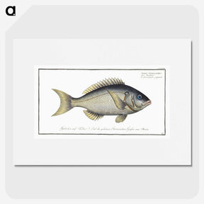 2-23_Ichtyologie-ou-Histoire-naturelle_picture