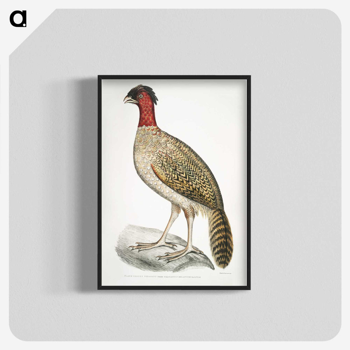 2-23_Indian-Zoology_blk-crop