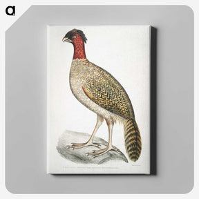 2-23_Indian-Zoology_canvas