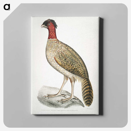 2-23_Indian-Zoology_canvas