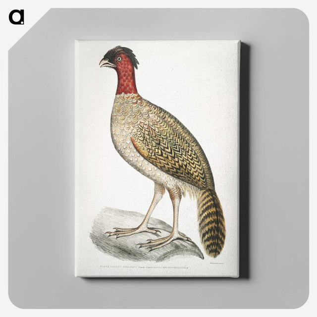 2-23_Indian-Zoology_canvas