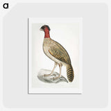 2-23_Indian-Zoology_hagaki