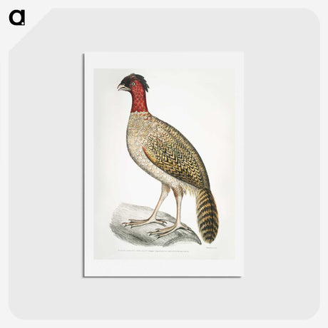2-23_Indian-Zoology_hagaki