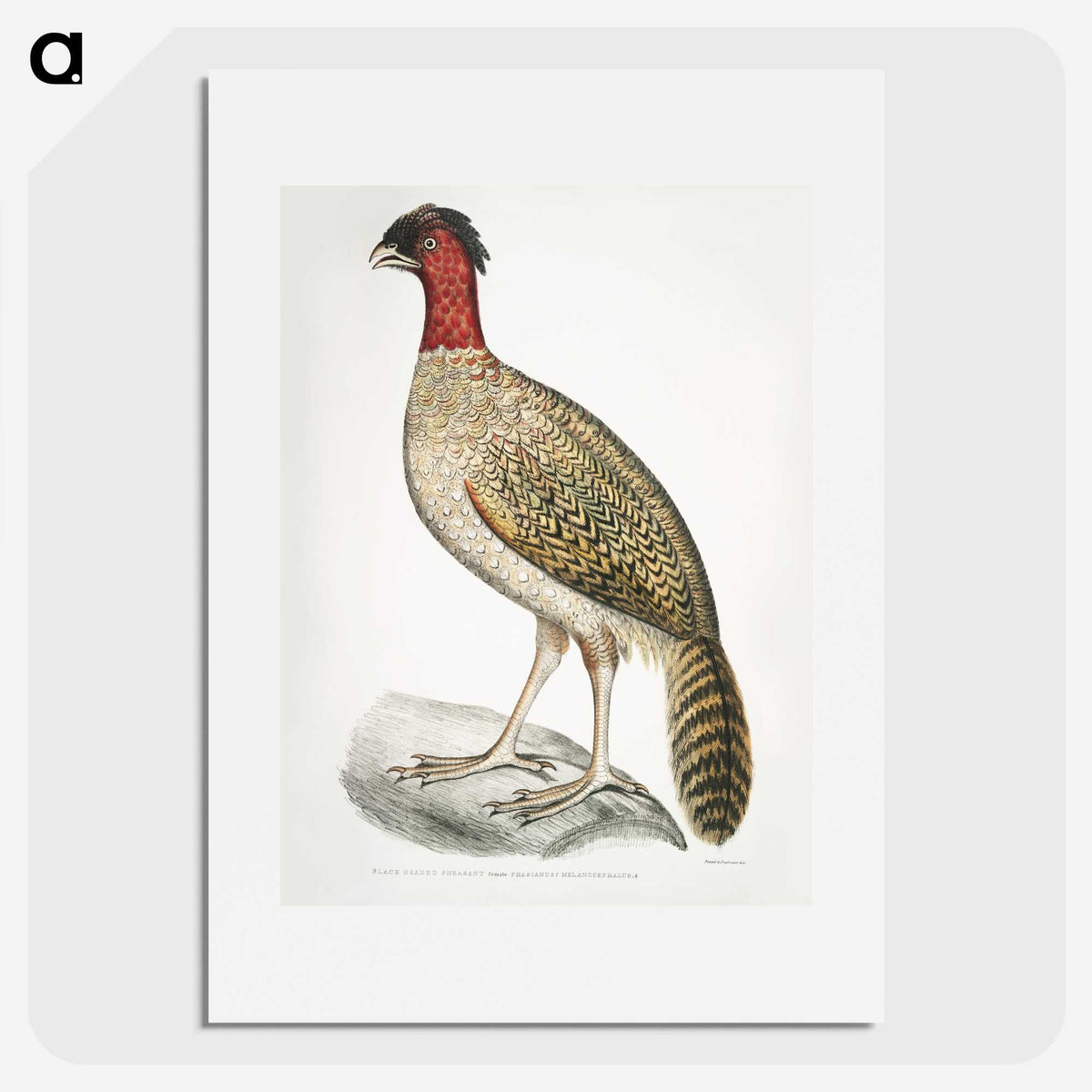 2-23_Indian-Zoology_picture
