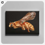 2-23_Insects-Unlocked-Project_canvas