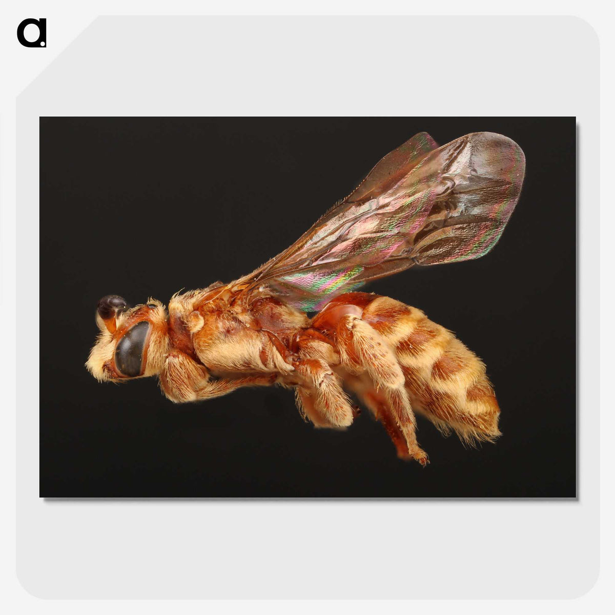2-23_Insects-Unlocked-Project_picture-crop