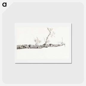 アートポストカード-Study of a tree - ジャン ベルナール Postcard.