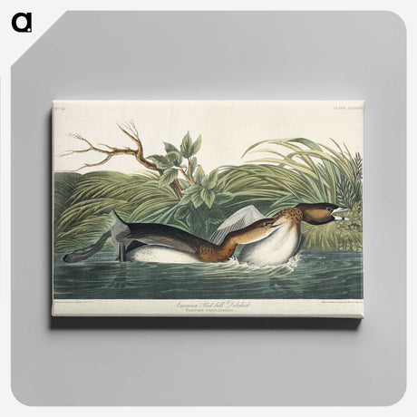 2-23_John-James-Audubon_canvas