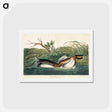 アートポストカード-American Pied-billed
 - ジョン ジェームス オーデュボン Postcard.