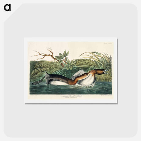 アートポストカード-American Pied-billed
 - ジョン ジェームス オーデュボン Postcard.