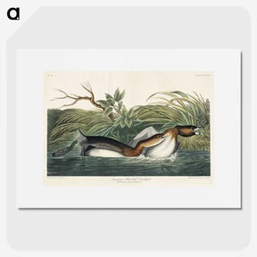 2-23_John-James-Audubon_picture