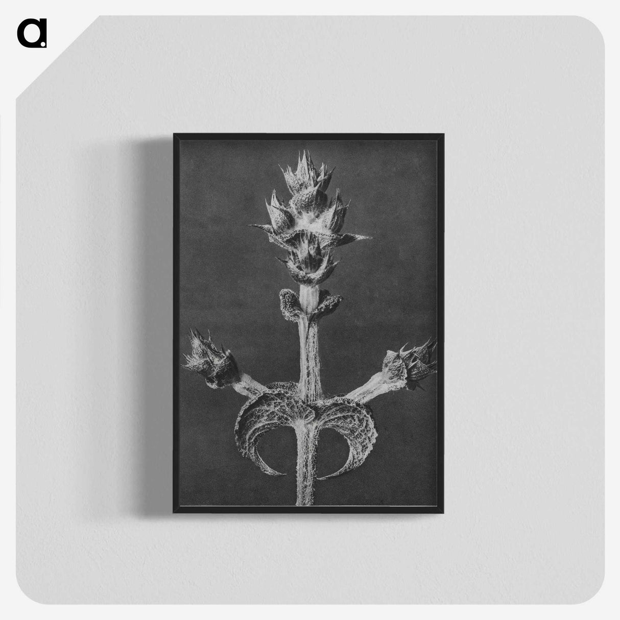 2-23_Karl-Blossfeldt_blk-crop