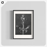 2-23_Karl-Blossfeldt_blk