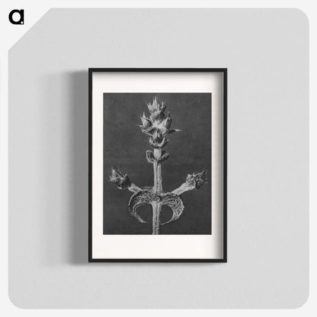 2-23_Karl-Blossfeldt_blk