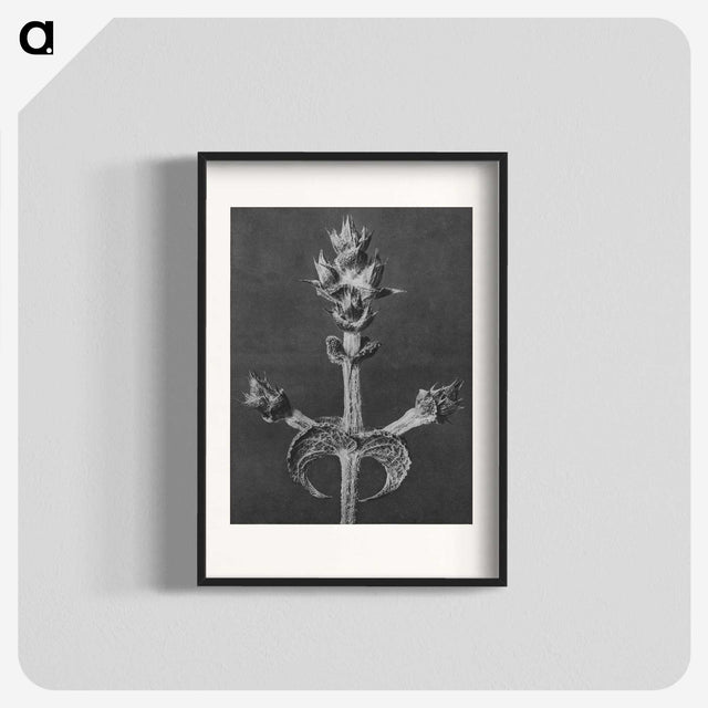 2-23_Karl-Blossfeldt_blk