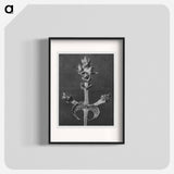 Salvia Aethiopis - Karl Blossfeldt Poster.
