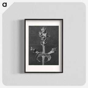 アートポスター-Salvia Aethiopis - カール ブロスフェルト Poster.