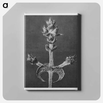 Salvia Aethiopis - カール ブロスフェルト Canvas.