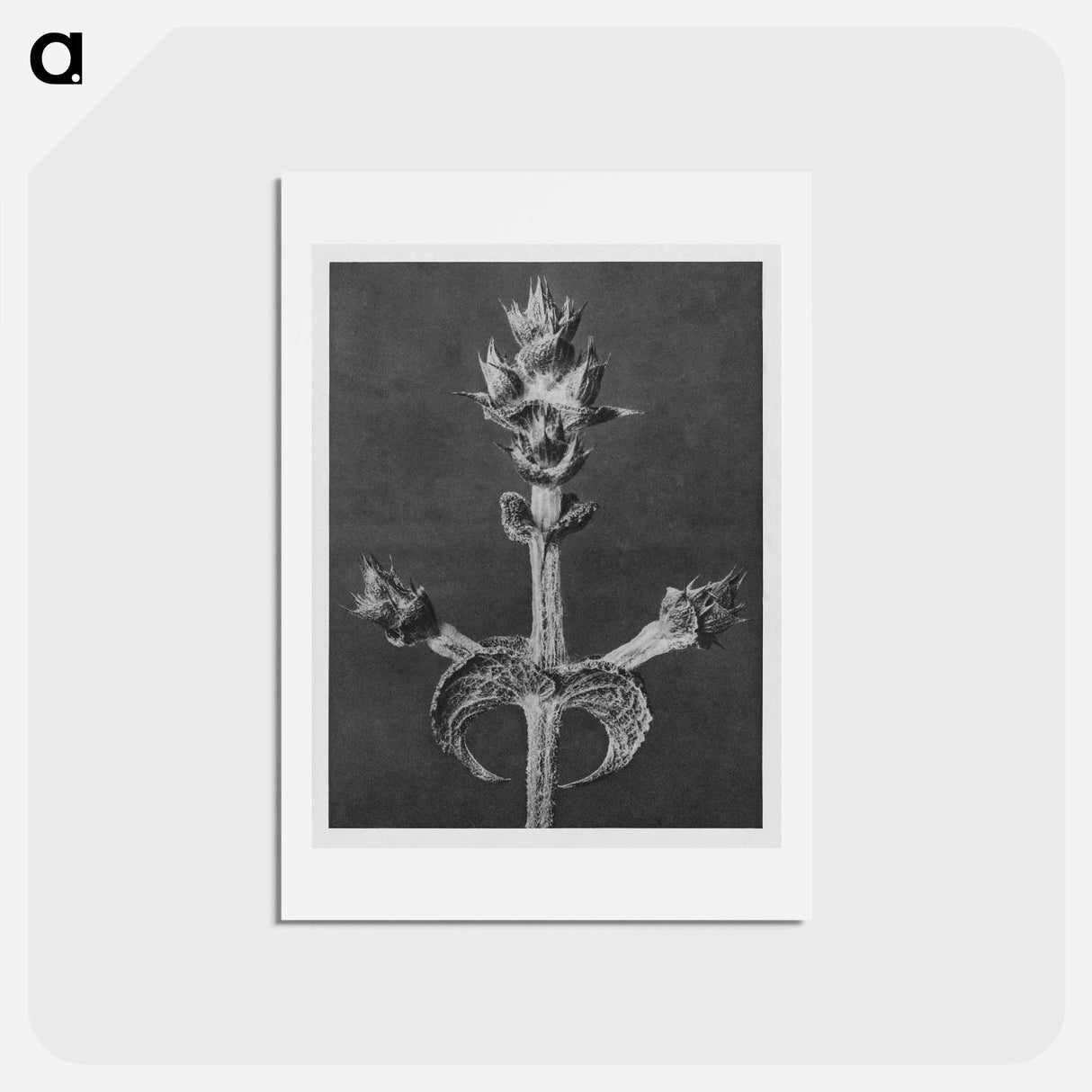 アートポストカード-Salvia Aethiopis - カール ブロスフェルト Postcard.
