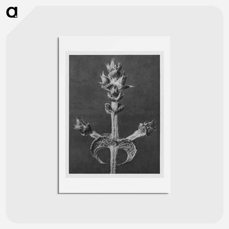 アートポストカード-Salvia Aethiopis - カール ブロスフェルト Postcard.