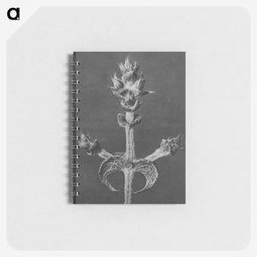 2-23_Karl-Blossfeldt_memo