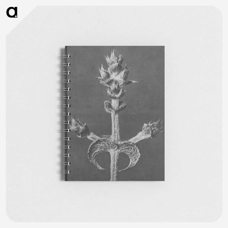 2-23_Karl-Blossfeldt_memo