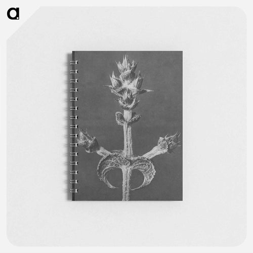 Salvia Aethiopis - カール ブロスフェルト Memo.