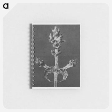 Salvia Aethiopis - カール ブロスフェルト Memo.